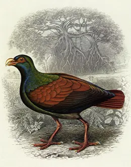 Doves: Tooth-billed Pigeon, Didunculus strigirostris