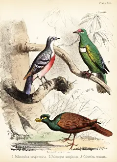 Critically Endangered: Tooth-billed pigeon, white-bibbed fruit dove and