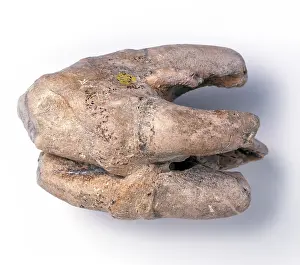 Amphibius: Tooth of Hippopotamus amphibius