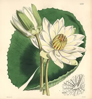 Dentata: Tooth-leaved lotus, Nymphaea dentata