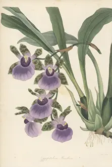 Nurseryman: Tooth-like flowered zygopetalum, Zygopetalum maxillare