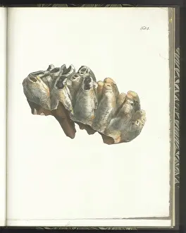 Theories: Tooth of a Mastodon