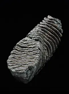 Proboscidean: Tooth from a woolly mammoth