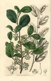 Dentata: Toothed azara, Azara dentata