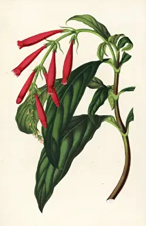 Rutilans: Toothedthread, Odontonema rutilans
