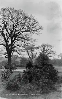 Indicating: On Tooting Bec Common