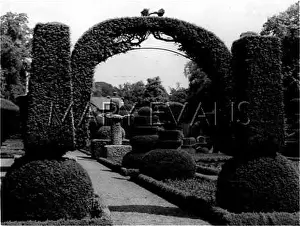 Possess: TOPIARY AT LEVENS HALL