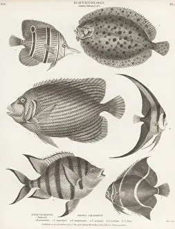 Sergeant Major: Topknot, angelfish, butterflyfish, batfish, etc