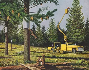 Pines: Topping Trees