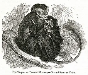 Toque: Toque or Bonnet Monkey (Cercopithecus radiatus)