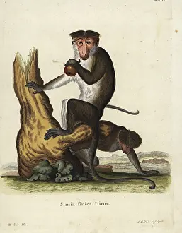 Seve: Toque macaque, Macaca sinica. Endangered