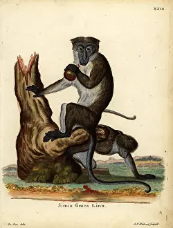Seve: Toque macaque, Macaca sinica. Endangered