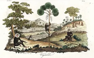 Breadfruit: Toque macaque monkeys, breadfruit tree and talipot palm