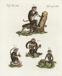 Maurus: Toque macaque, tufted capuchin, langur, and
