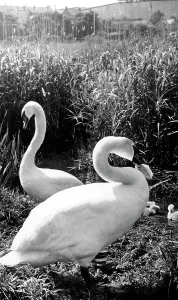 Torcross: Torcross, Swans and Cygnets c1960