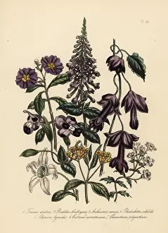 Twining: Torenia, buddlea and anthocercis species