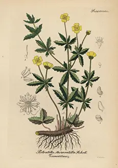 Potentilla: Tormentil, Potentilla erecta
