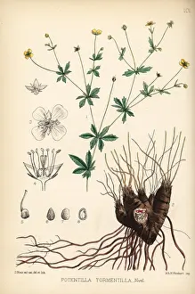 Potentilla: Tormentil, Potentilla erecta