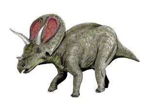 Torosaurus: Torosaurus dinosaur