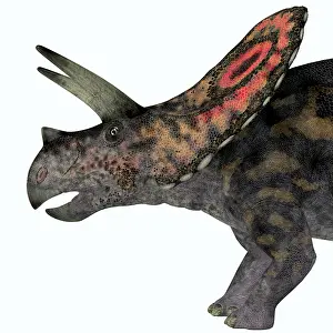 Torosaurus: Torosaurus dinosaur head
