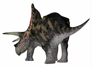 Torosaurus: Torosaurus dinosaur, rear view on white background