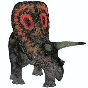 Torosaurus: Torosaurus, a herbivorous dinosaur from the Late Cretaceous