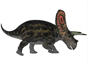 Torosaurus: Torosaurus, a herbivorous dinosaur from the Late Cretaceous