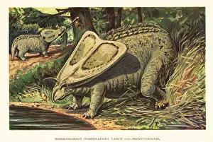 F. John: Torosaurus latus and Monoclonius crassus