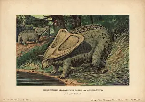 Torosaurus: Torosaurus latus and Monoclonius, extinct ceratopsid