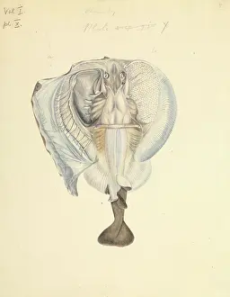 Ray Finned: Torpedine, occhiatella