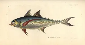 Scomber: Torpedo scad, Megalaspis cordyla