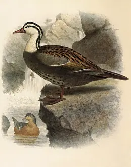 Doves: Torrent Duck, Merganetta turneri