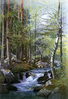 Torrent: Torrent in Wood Behind Mill Dam