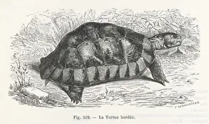 Tortue: A TORTOISE