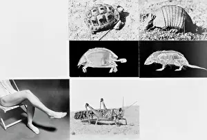 Armadillo: Tortoise and armadillo comparison