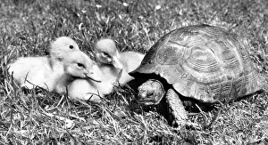 Duckling: Tortoise and ducklings