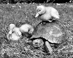 Ducks: Tortoise and ducklings