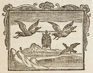 Foolish: Tortoise - Two Ducks