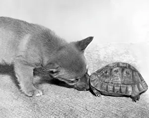 Foxes: Tortoise and fox cub
