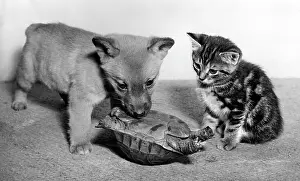 Foxes: Tortoise, fox cub and tabby kitten