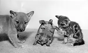 Foxes: Tortoise, fox cub and tabby kitten