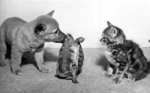 Tabby: Tortoise, fox cub and tabby kitten