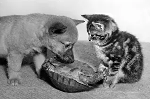 Tabby: Tortoise, fox cub and tabby kitten