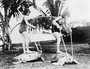 Tortoises: TORTOISE RACING