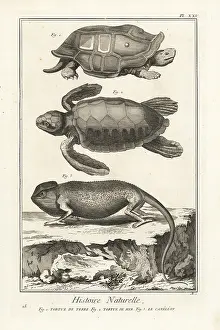 Antonio Baratti: Tortoise, sea turtle and chameleon