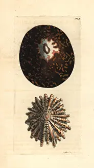 Ferruginea: Tortoise-shell limpet, Cellana testudinaria