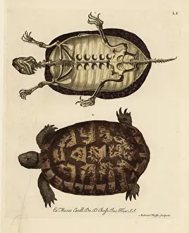 Auserlesenes: Tortoise skeleton and German tortoise species