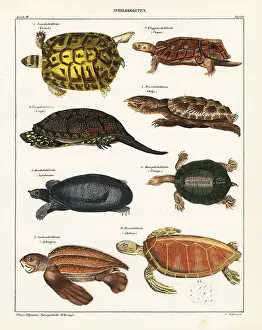 Ferox: Tortoise and turtle species