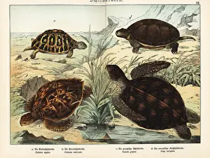 Gotthilf: Tortoise and turtles