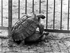 Tortoises: TORTOISES MATING